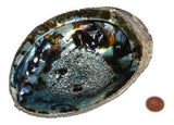 Abalone Shell For Smudging