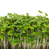 Sprout Master Mellow Microgreen Mix - 226g