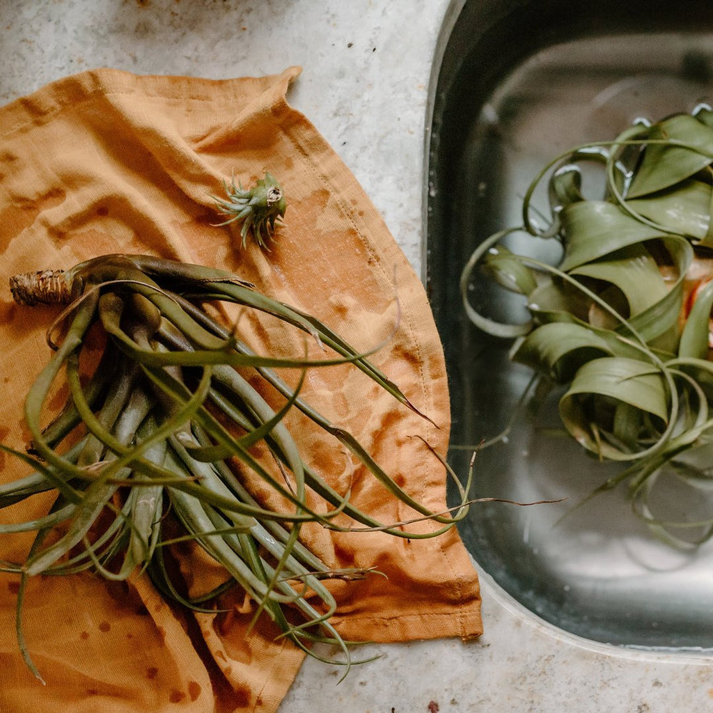 Full Circle Plant-Dyed Dish Cloths - 3 Pack